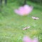 秋桜　すきぴ♡