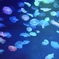 墨田の海月③