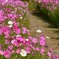 花の散歩道