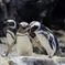 ペンギンバトル−咆哮