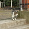 ねこ