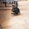 銀塩写真　明治村の猫