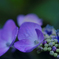 紫陽花
