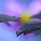 心海ＤＲＯＰＳ・・・秋桜
