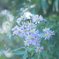 藪の中に咲く花