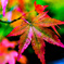紅葉の季節