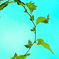蒼空に羽ばたくGreen Butterfly！
