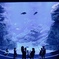 _two fishes_