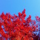 そろそろ紅葉シーズン