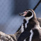 ペンギン１