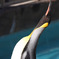 ペンギン３