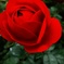 DSC_2100薔薇