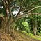 Botanic Garden 3 (30)_00001