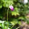 Botanic Garden 3 (12)_00001