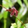 Botanic Garden 3 (26)_00001