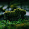 「苔生す」