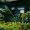 「苔生す」