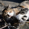 漁港の猫