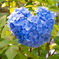 ハートの紫陽花