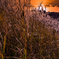 Withered field