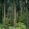 woods