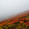 霧の中で燃える紅葉