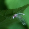 蜻蛉