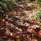 足元の紅葉