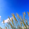 秋せまりくる(2)