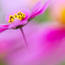 秋桜