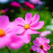 秋桜