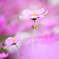 秋桜　①
