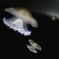 幻想　宇宙へ誘う