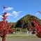 ミニそめいよしの　紅葉