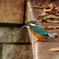 20091524