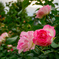 DSCF0081