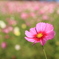 秋桜(^^♪