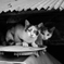 猫たち