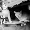 猫たち