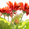 20200424-gerbera-high-key-64-2