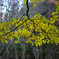 Autumn yellow