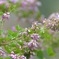 萩の花満開