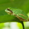 ニホンアマガエル
