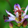 Toad lily