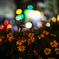 道路の花壇
