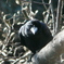 井の頭公園のカラス