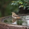 水浴びキビタキ