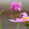 れすとらん秋桜