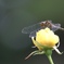秋薔薇の上で。