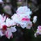 桃の花